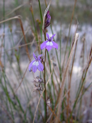 Lobelia kalmii