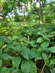 Persicaria virginiana