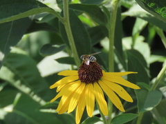 Eristalis stipator