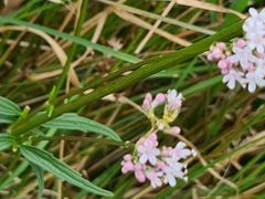 Valeriana dioica