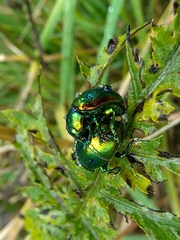 Chrysolina graminis