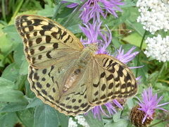 Argynnis pandora