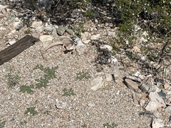 Dipsosaurus dorsalis