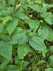Persicaria virginiana