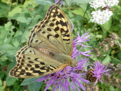 Argynnis pandora