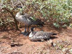 Branta sandvicensis