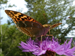 Argynnis pandora