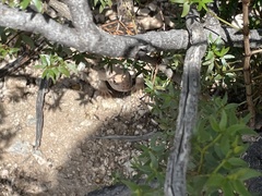 Dipsosaurus dorsalis