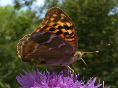 Argynnis pandora