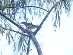 Megarynchus pitangua