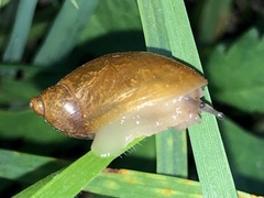 Succineidae