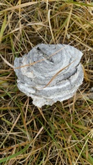 Vespinae