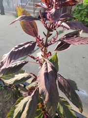 Amaranthus cruentus