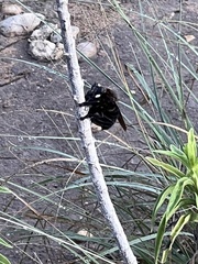 Mallophora leschenaulti