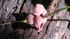 Mycena haematopus