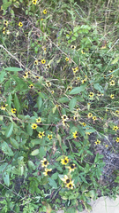 Rudbeckia triloba