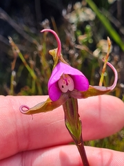 Disperis capensis capensis