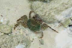 Grapsus albolineatus