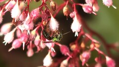 Augochlora pura