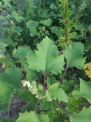 Xanthium strumarium