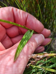 Disperis capensis capensis