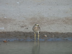 Burhinus oedicnemus