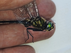 Somatochlora semicircularis