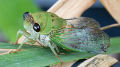 Neotibicen superbus