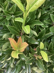 Euonymus japonicus