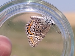 Plebejus argus