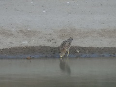 Burhinus oedicnemus