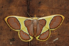 Plutodes cyclaria