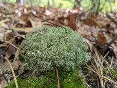 Cladonia subtenuis