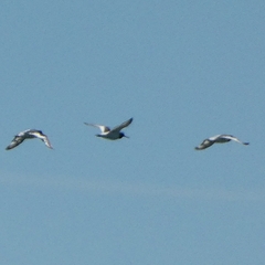 Haematopus ostralegus