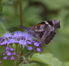 Libytheana carinenta