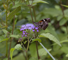 Libytheana carinenta
