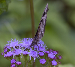 Libytheana carinenta