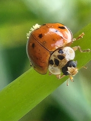 Hesperomyces harmoniae