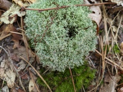 Cladonia subtenuis
