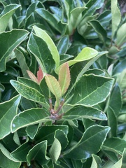 Euonymus japonicus