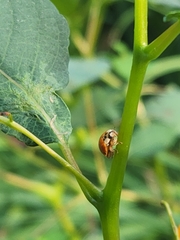 Hesperomyces harmoniae
