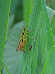 Mecostethus parapleurus