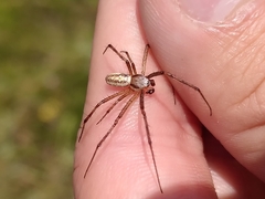 Argiope bruennichi