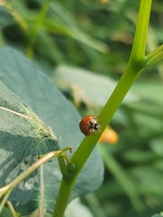 Hesperomyces harmoniae