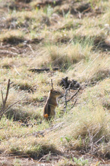 Callospermophilus lateralis