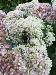 Xylocopa virginica virginica