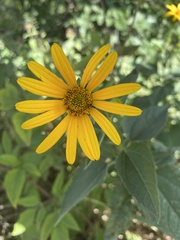 Heliopsis helianthoides