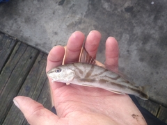 Menticirrhus saxatilis