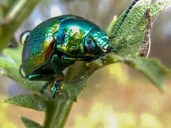Chrysolina graminis