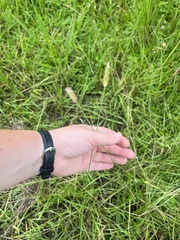 Setaria parviflora